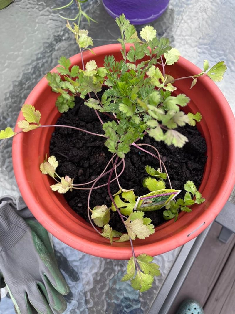 The Mid-October Planting Window For Florida Gardens