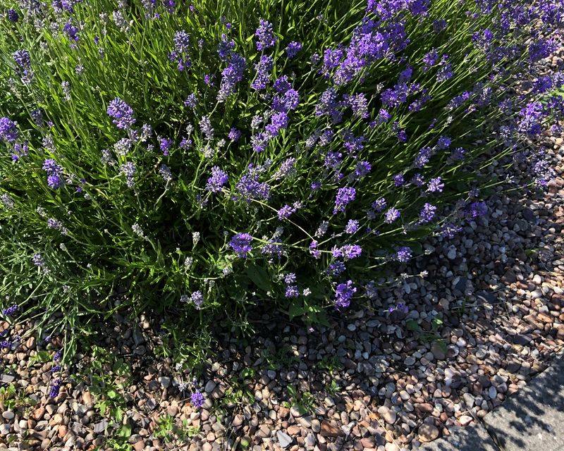 The Mulching Mistake That Quietly Damages Lavender Every Winter