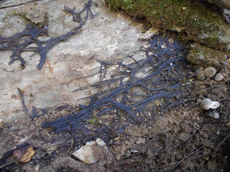 The Mushrooms Are Just The Visible Part Of A Larger Fungus
