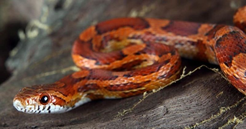The Name Comes From Rodent-Filled Corn Cribs