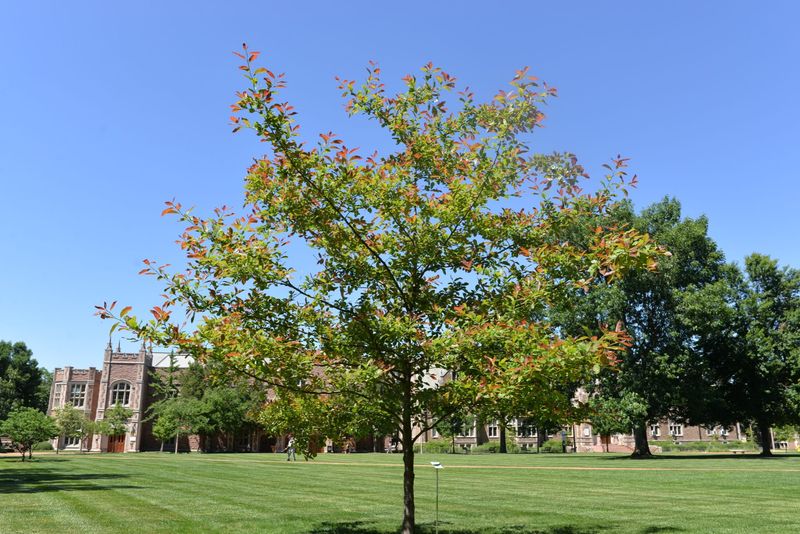 The Native Tree Worth Knowing The Native Tree Worth Knowing
