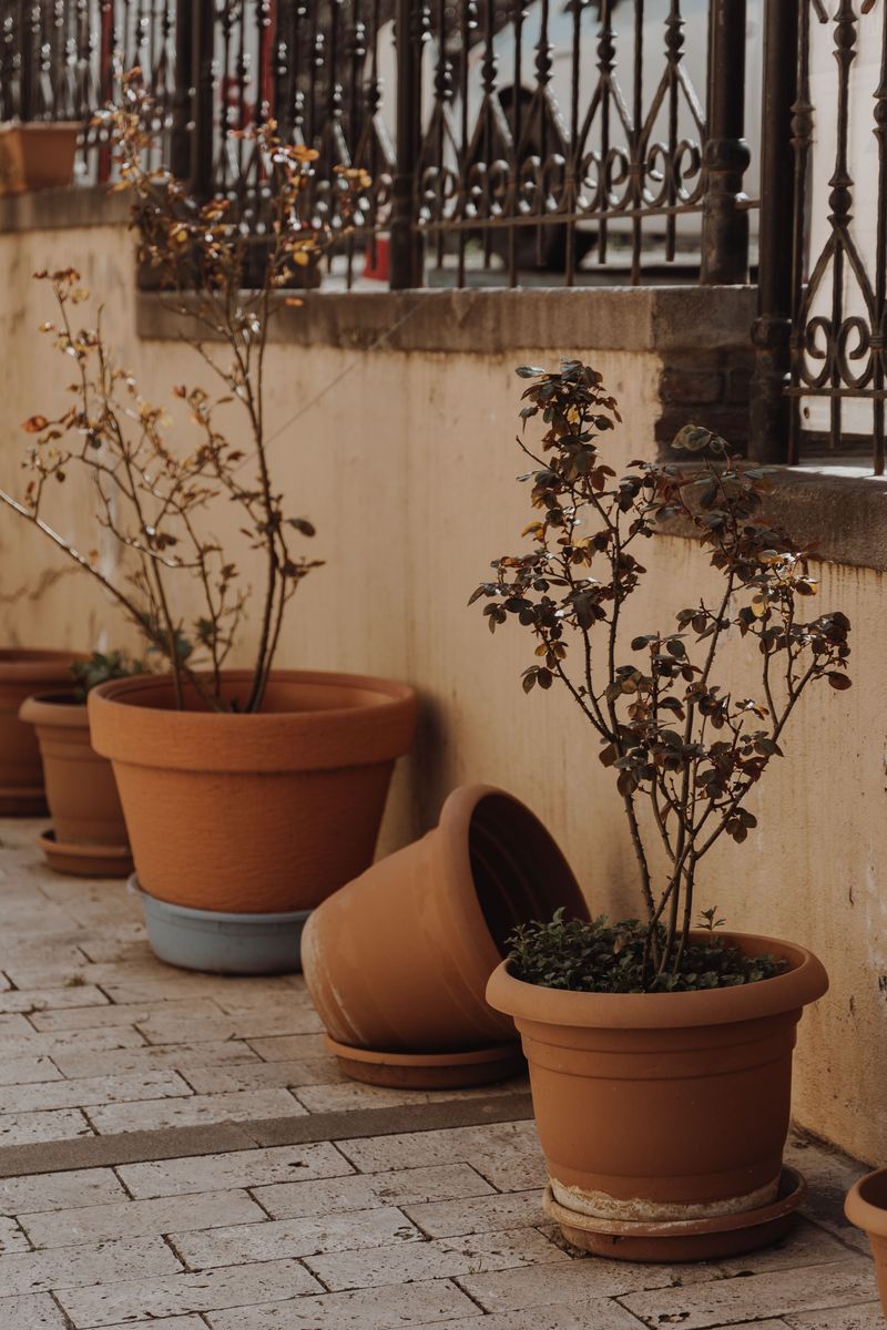 The October Habit Of Leaving Pots Full And Outside