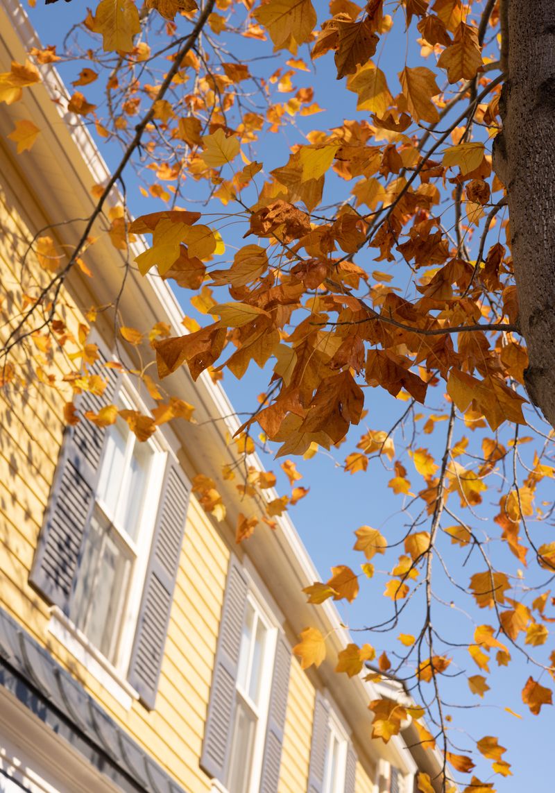The October Sunshine That Sends Them Up Your Siding