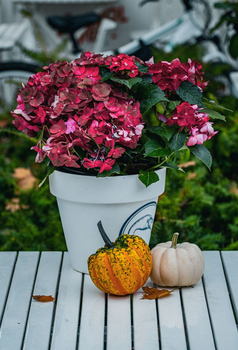 The October Window For Hudson Valley Gardens