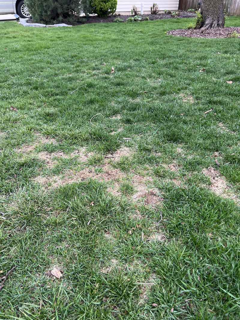 The Old Borax Remedy Can Harm Your Lawn The Old Borax Remedy Can Harm Your Lawn