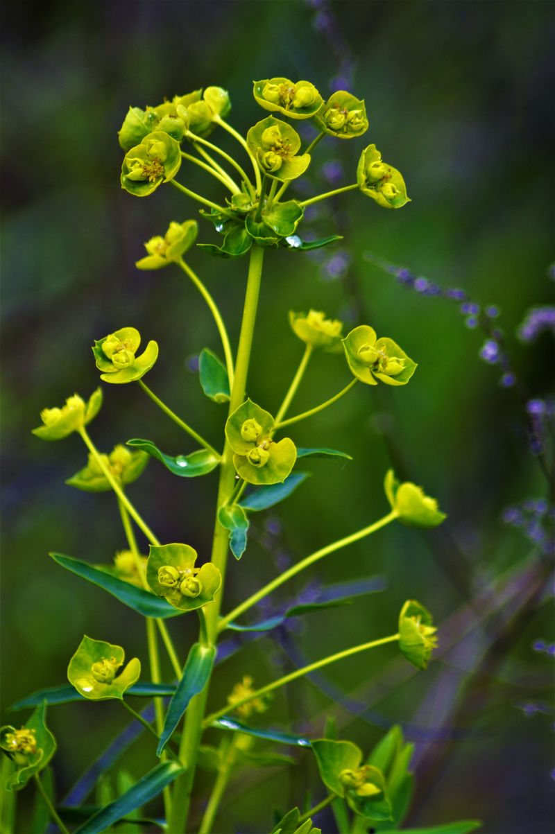 The Old Folklore Of Caper Spurge