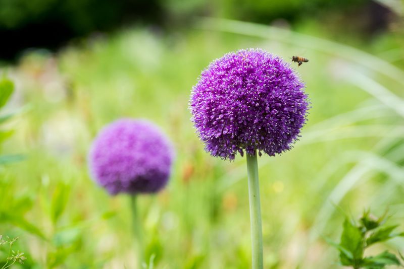 The Oniony Kick Of Alliums