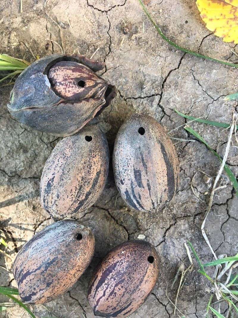 The Pecan Weevil Larva Behind Those Hollow Nuts The Pecan Weevil Larva Behind Those Hollow Nuts