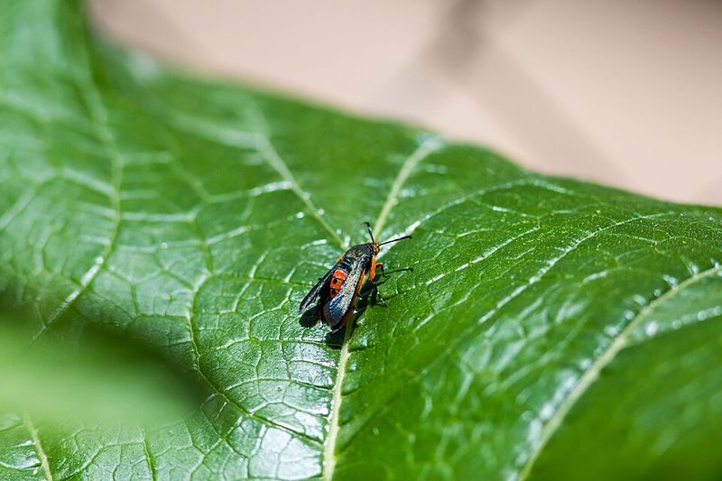 The Pennsylvania Pests That Hide In Garden Leftovers