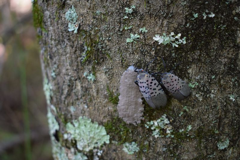 The Pennsylvania's Best-Known Invader