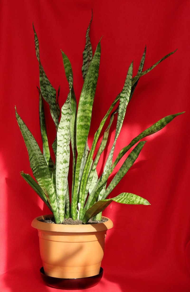 The Plant Is Simply A Slow Grower