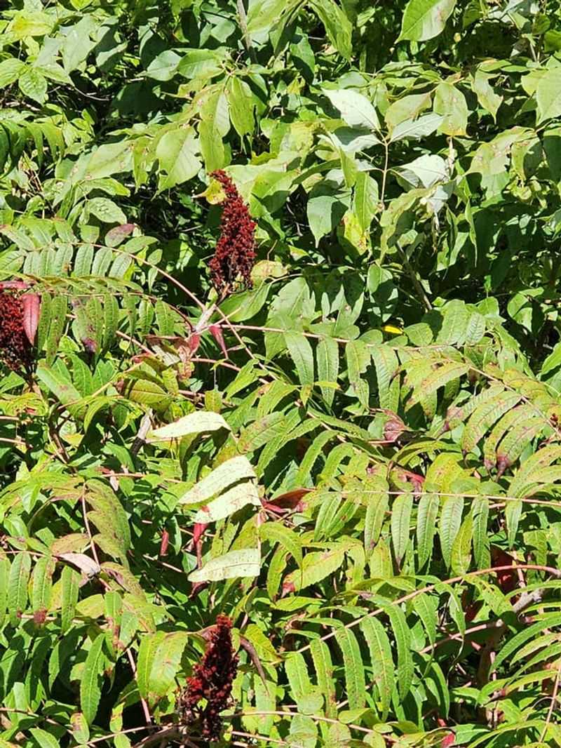 The Poison Sumac Mix-Up The Poison Sumac Mix-Up