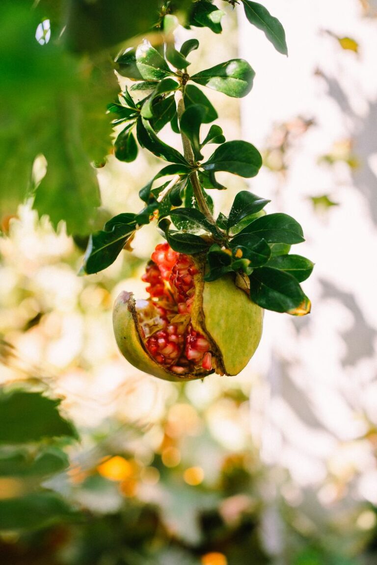 An Overlooked Alabama Backyard Fruit Is Ripening Now, And One Heavy ...