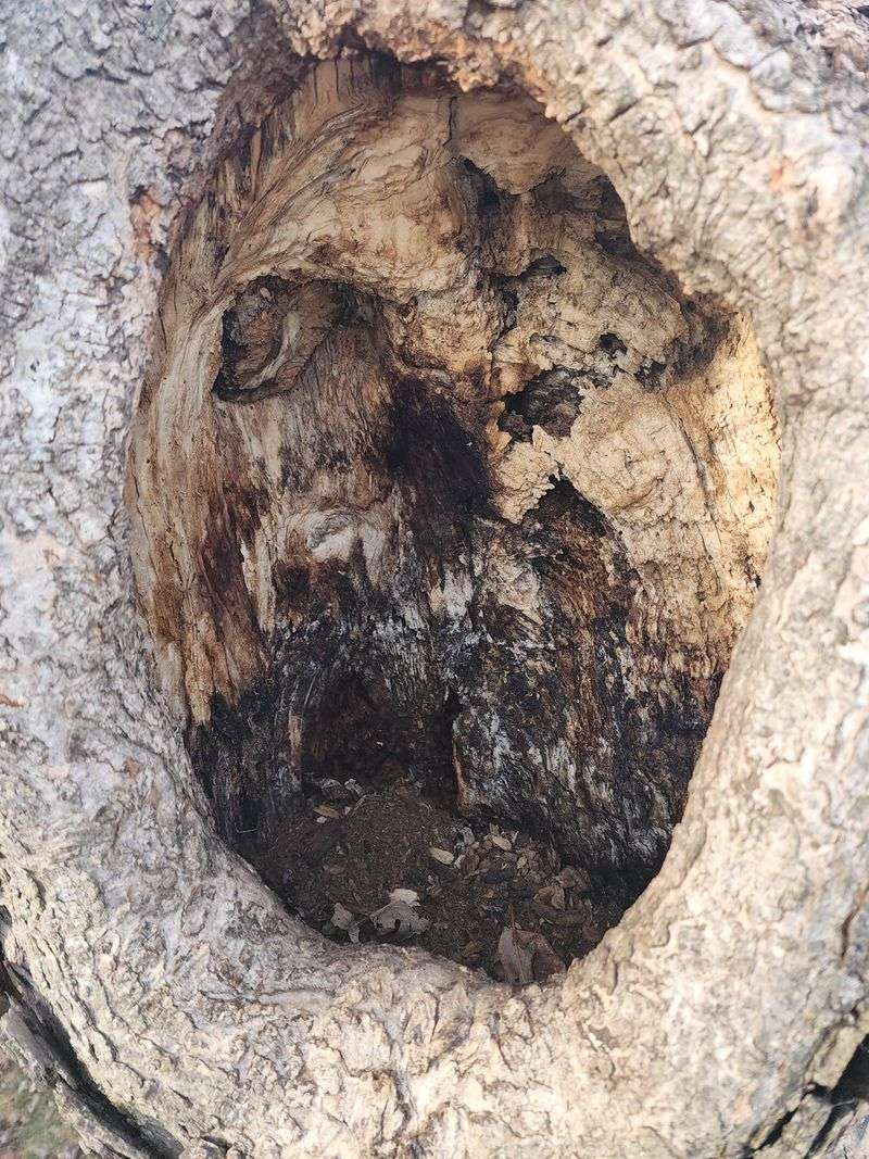 The Pro Must Assess The Tree On Site And Sign The Report