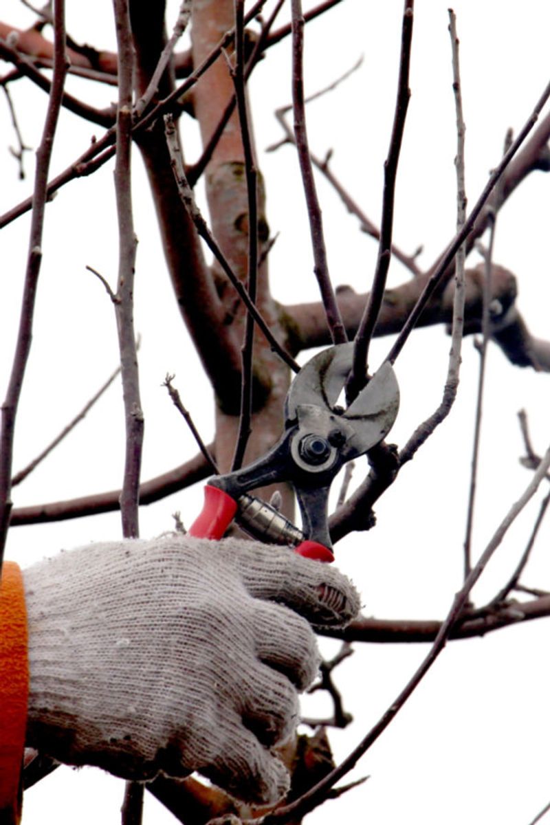 The Pruning Window Homeowners Keep Missing