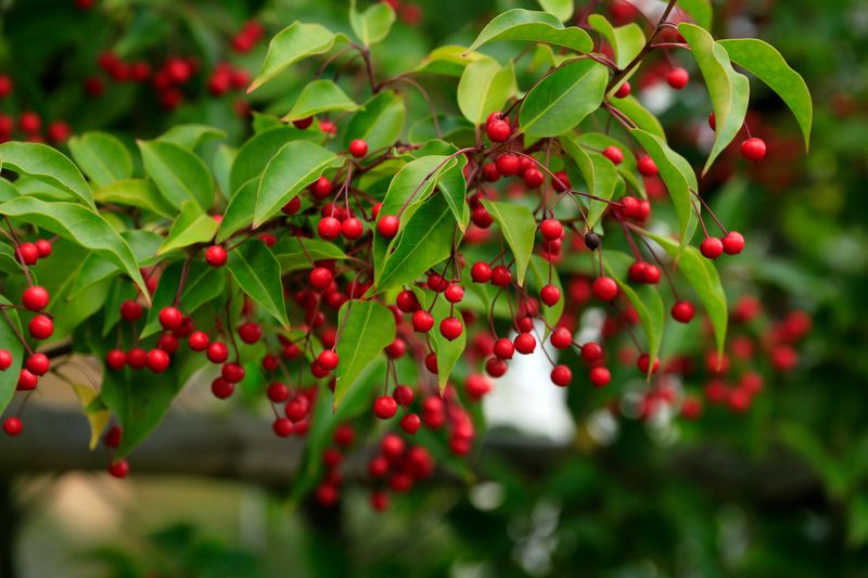 The Real Harm Hiding In Those Red Berries