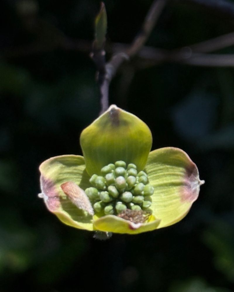 The Reason Flower Buds Depend On Autumn Moisture The Reason Flower Buds Depend On Autumn Moisture