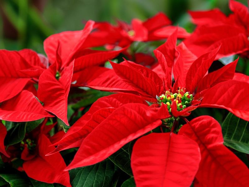 The Red Parts Are Actually Colorful Leaves Called Bracts