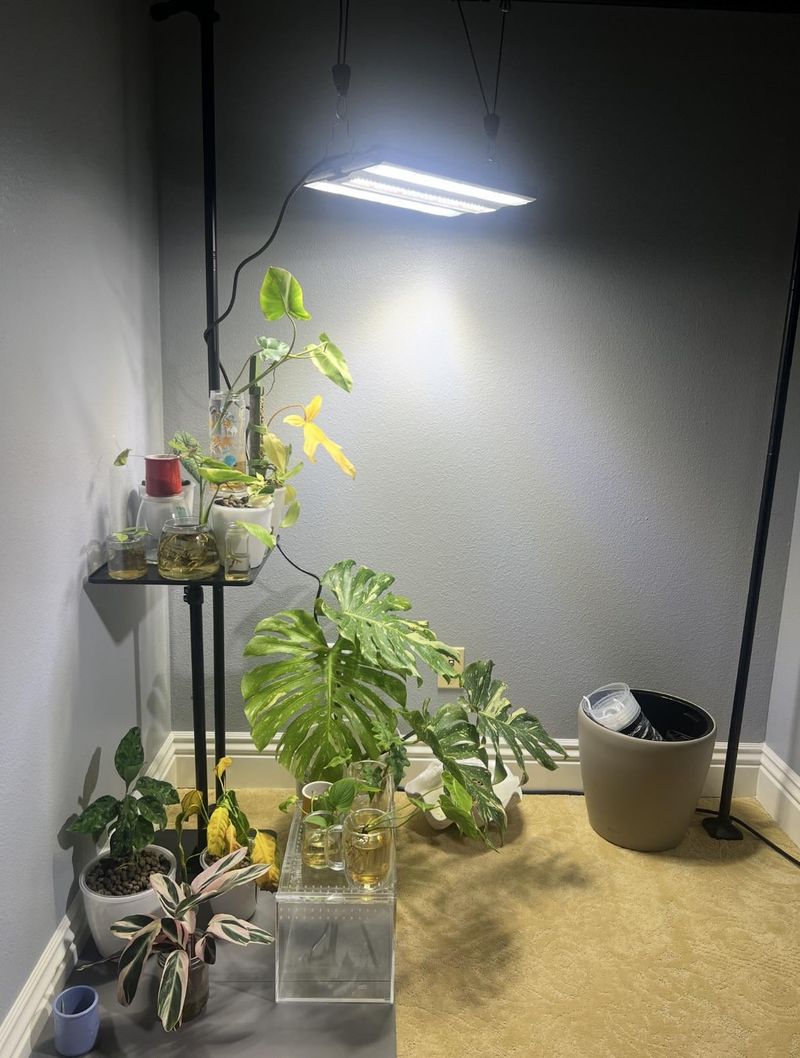 The Right Bulb Type For Indoor Foliage Plants The Right Bulb Type For Indoor Foliage Plants