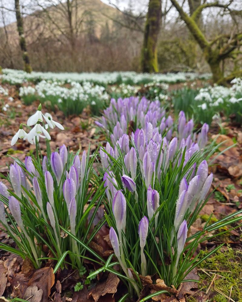 The Right Depth Protects Corms Through Winter
