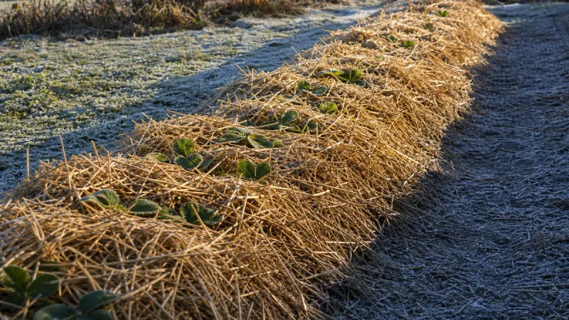 The Right Moment To Spread It Around Perennials The Right Moment To Spread It Around Perennials