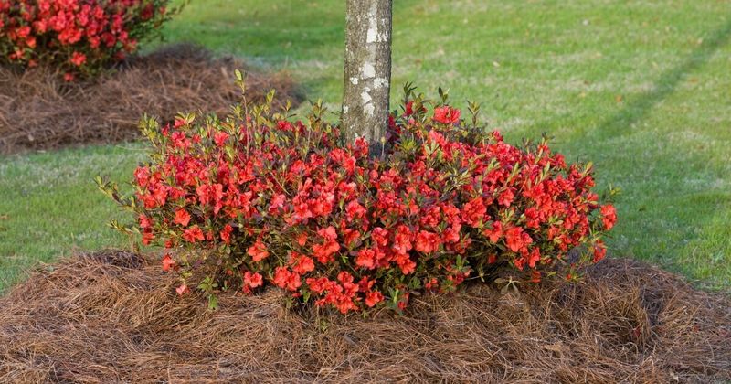 The Right Mulch Can Make A Big Difference Around Shrubs The Right Mulch Can Make A Big Difference Around Shrubs