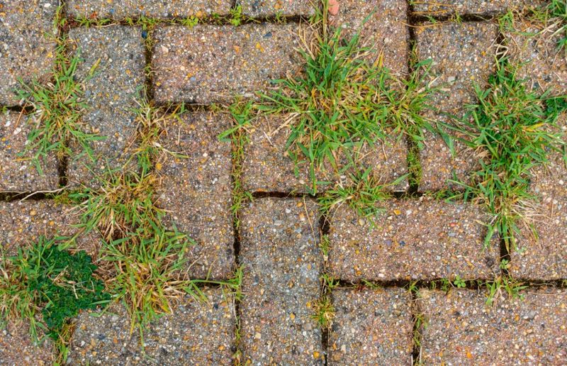 The Root Cause Of Paver Weeds