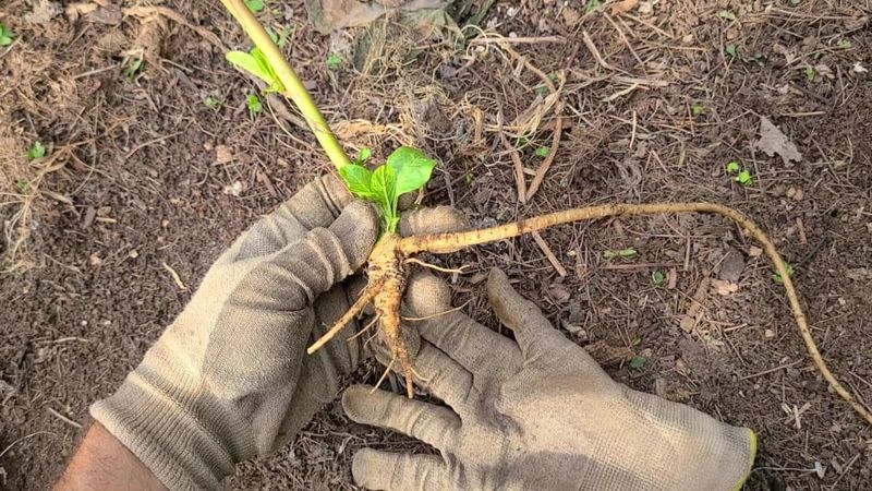 The Root Is The Most Toxic Part