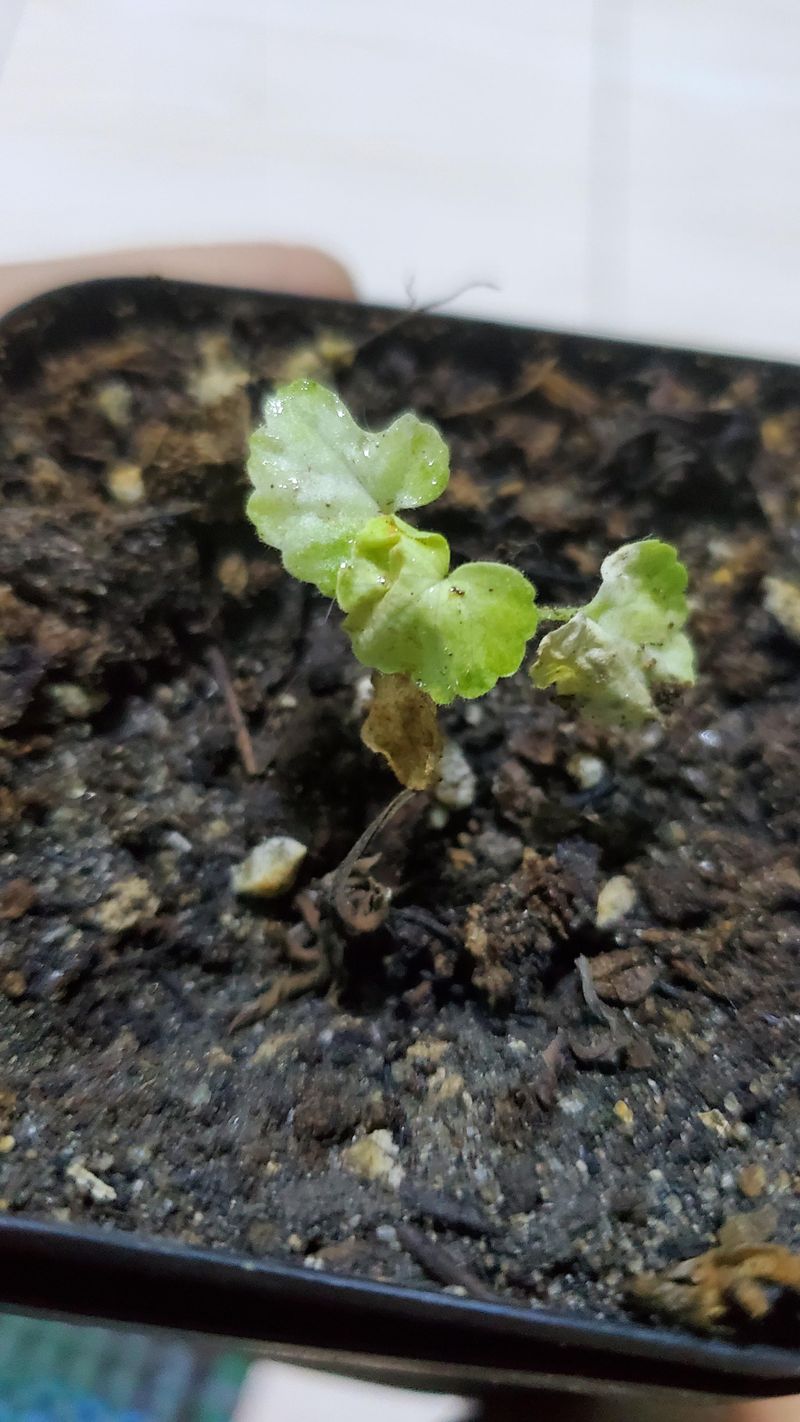The Rooting Mix Stays Too Wet