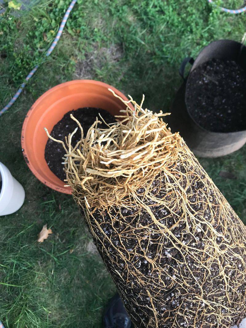 The Roots Have Outgrown The Pot The Roots Have Outgrown The Pot
