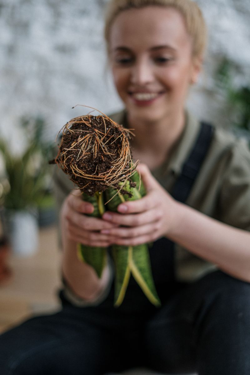 The Roots Have Run Out Of Room