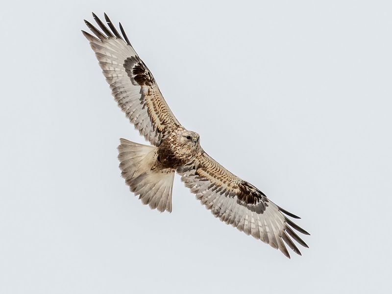 The Rough-Legged Hawk - An Arctic Visitor The Rough-Legged Hawk - An Arctic Visitor