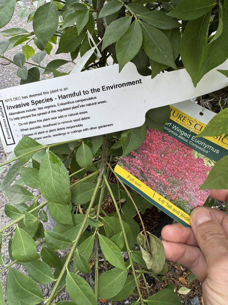 The Rules Target Selling And Spreading These Plants