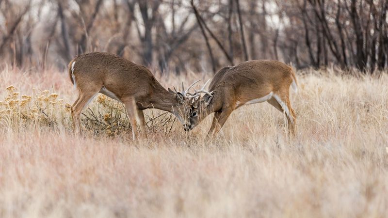 The Rut Has Deer On The Move The Rut Has Deer On The Move