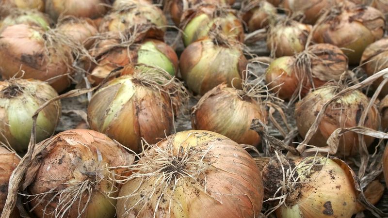 The Same Logic Applied To Onion Skins And Nut Shells