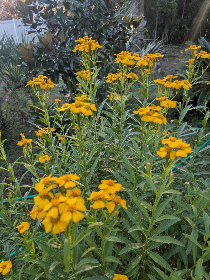 The Science Behind Its Fall Comeback