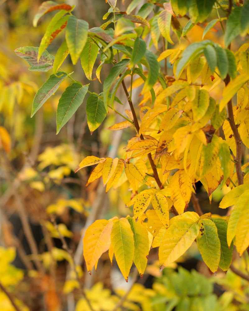 The Science Behind Those Yellow October Leaves