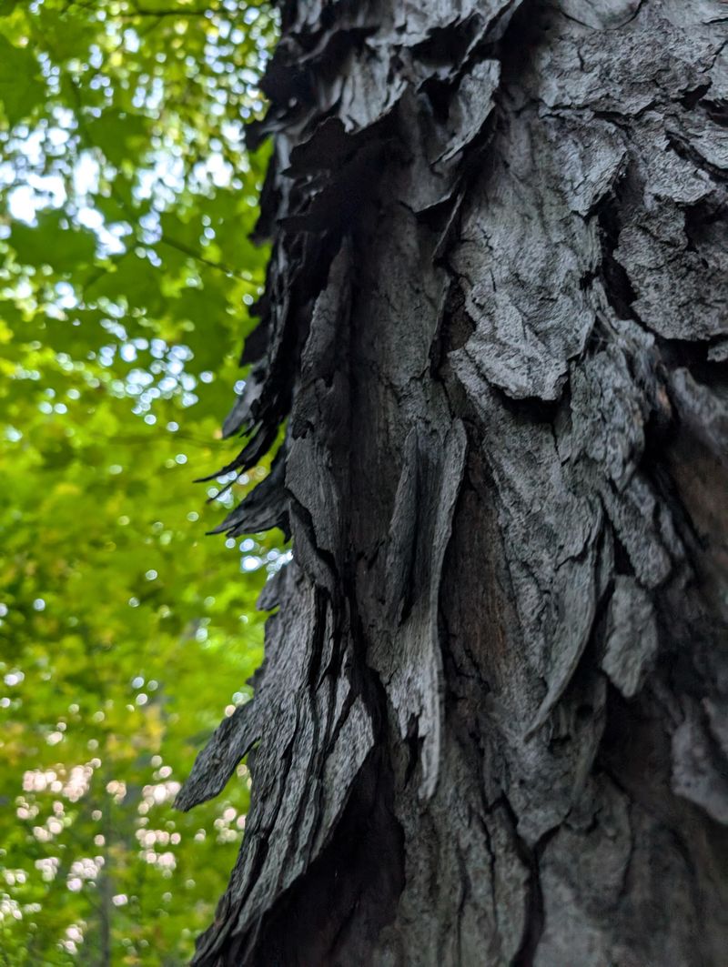 The Shaggy Trunk You Keep Walking Past