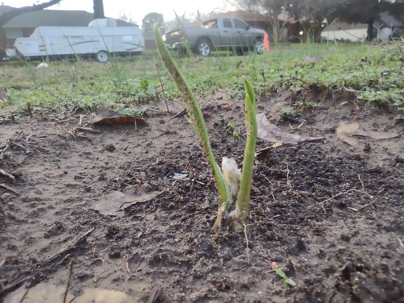 The Shallow Planting Mistake To Avoid The Shallow Planting Mistake To Avoid