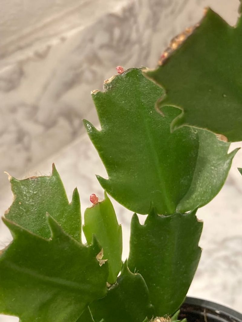 The Six-Week Countdown Before Buds