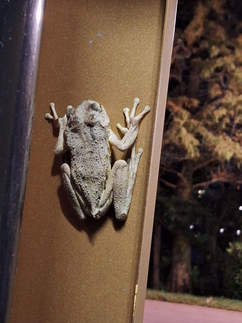 The Skin On Its Head Won’t Budge