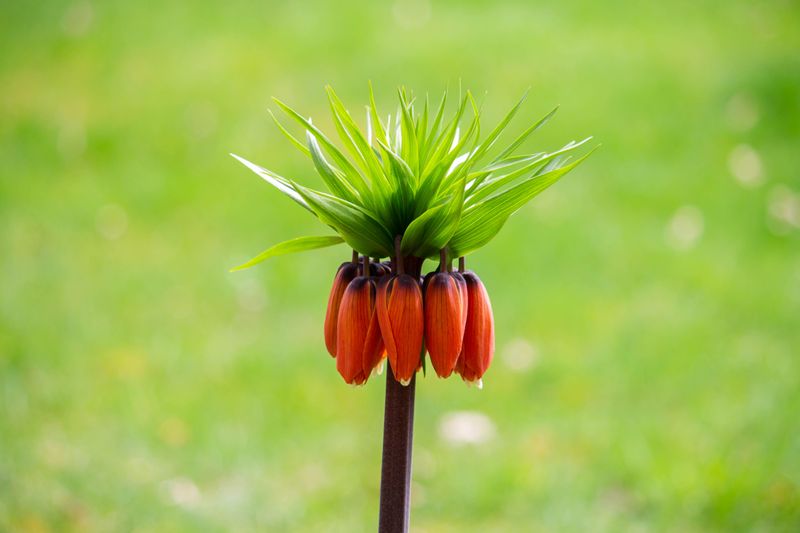 The Skunky Whiff Of Crown Imperial
