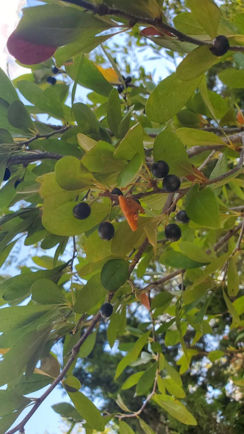 The Small Leaves And Tiny Fruit Behind An Easy Yard The Small Leaves And Tiny Fruit Behind An Easy Yard