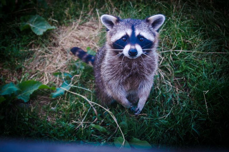 The Sod-Flipping Raccoon The Sod-Flipping Raccoon