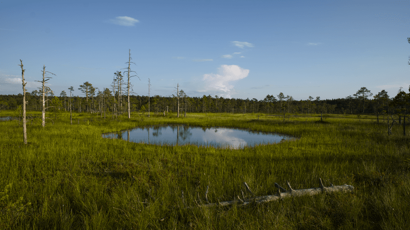 The Soggy Bogs It Calls Home The Soggy Bogs It Calls Home