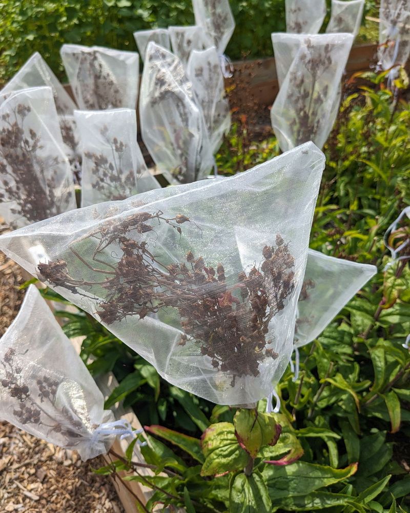 The Soggy Seed Mistake The Soggy Seed Mistake