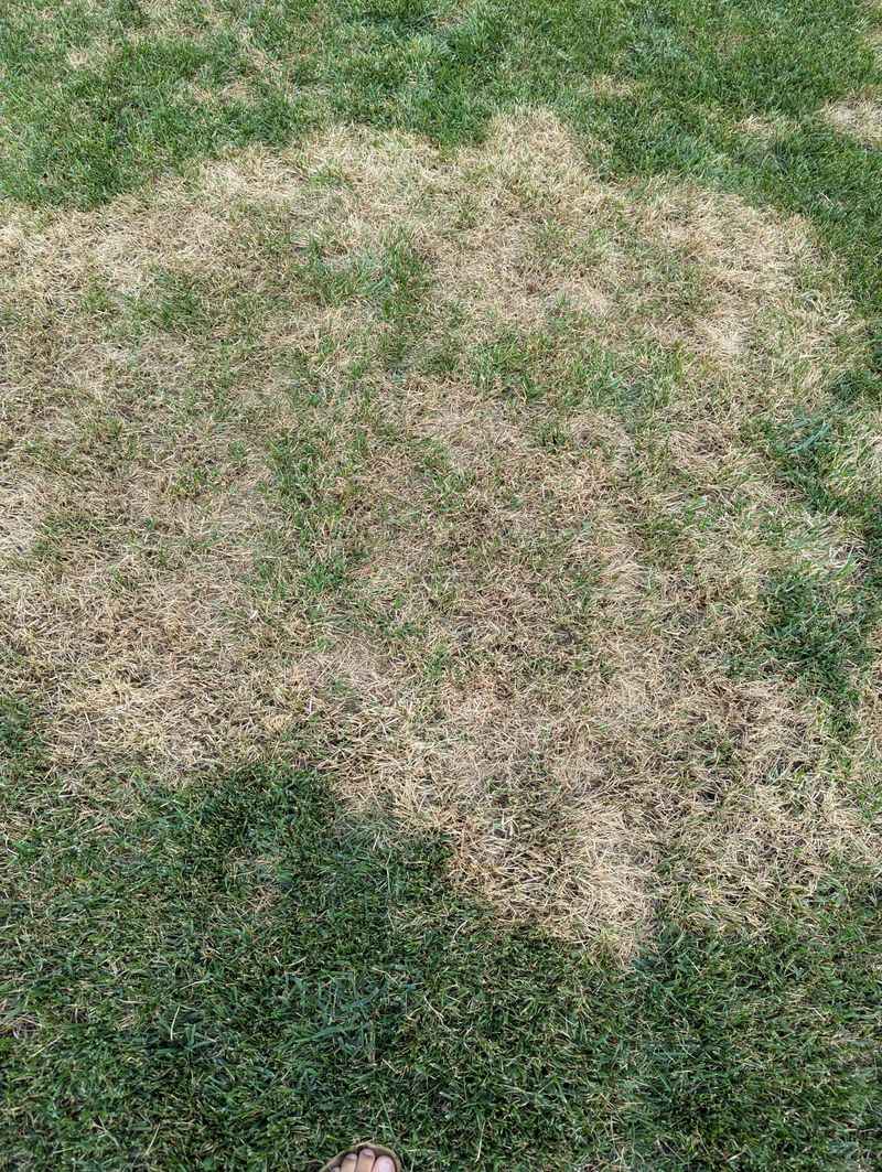 The Soil Fungus Behind Large Patch Disease The Soil Fungus Behind Large Patch Disease