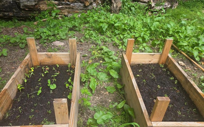 The Soil Has Settled And Run Low On Nutrients