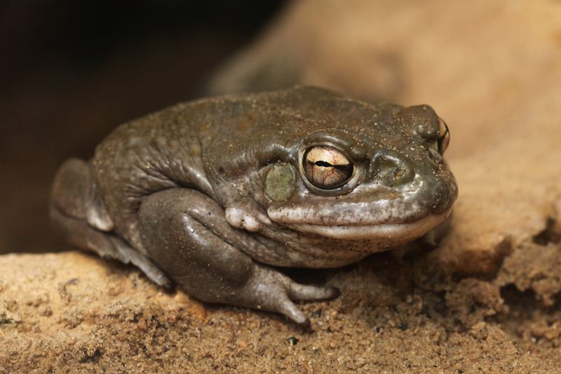 The Sonoran Desert toad poses a specific mouth-contact risk