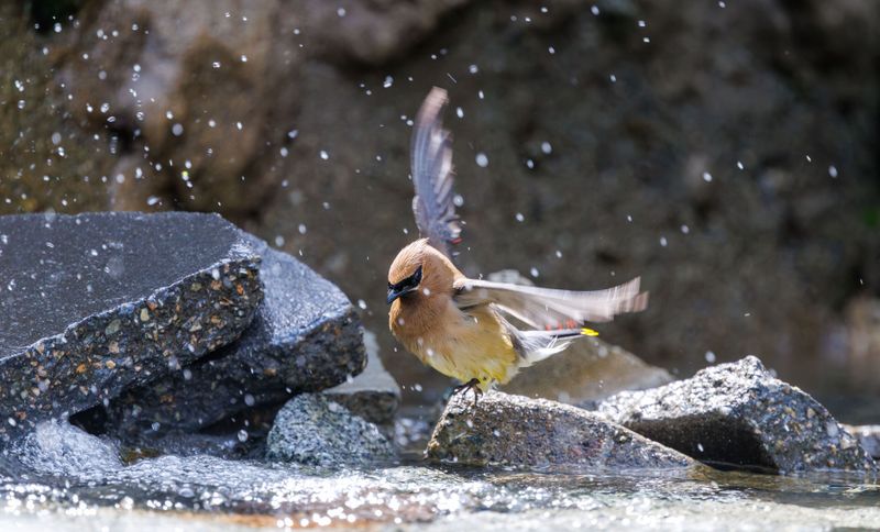 The Sound Of Moving Water Draws Them In